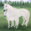 "Accolade & Champ"