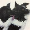 Border Collies Acrylic Painting