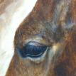 "Soul of Wawa" Acrylic Painting