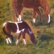 "Wawa & Razor" Acrylic Painting